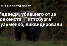 Медведь, напавший на отца Кузьменко, убит Медведь, напавший на отца Кузьменко, убит