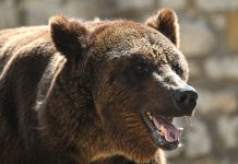 Медведь вышел на трассу финала Кубка России Медведь вышел на трассу финала Кубка России